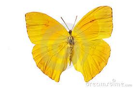 vlinder geel